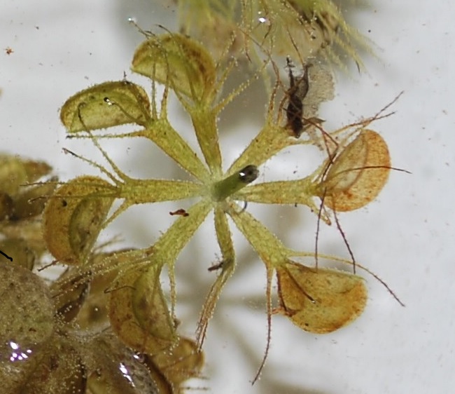 Plant monitoring in Macedonia: first sighting of the waterwheel carnivorous plant after 20 years!