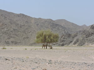 Balanites aegyptiaca. Wadi Gimal. Egipto