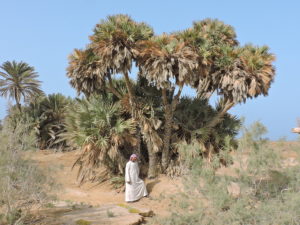 Hyphaene thebaica. Wadi Gimal. Egipto