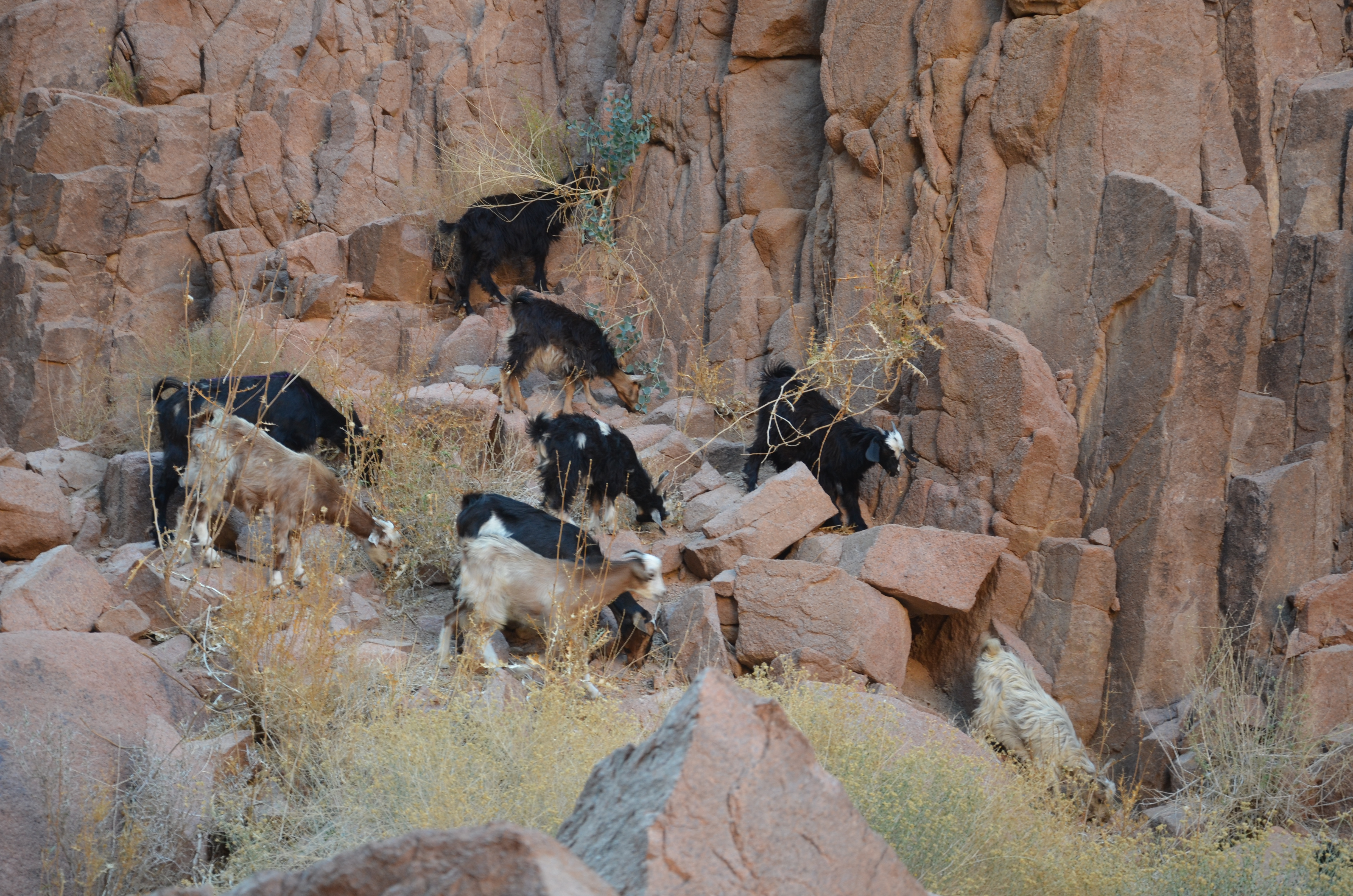 Pastoralism as a key tool for plant conservation: Creating conditions for adequate practices