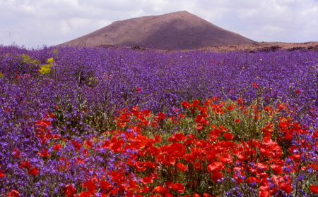 1-med-plant-diversity-colchicum-hierosolymitanum