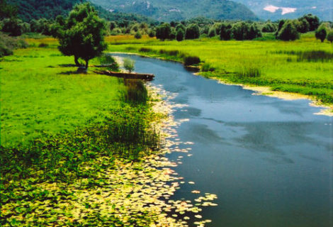La 1ère Semaine de la Conservation des plantes méditerranéennes a eu lieu à Ulcinj (Monténégro) du 24 au 29 octobre 2016