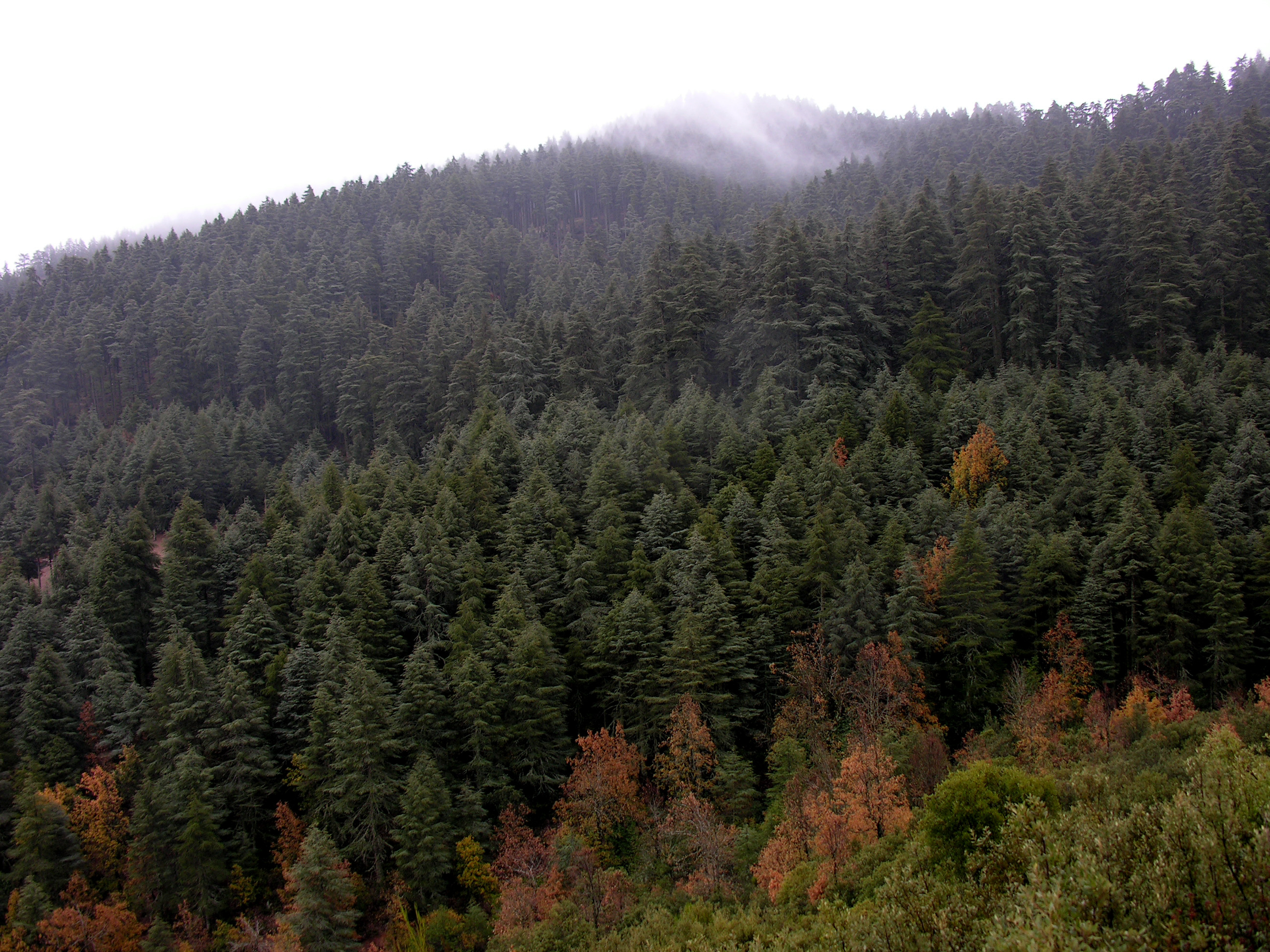 A new book dedicated to trees and shrubs of North Africa