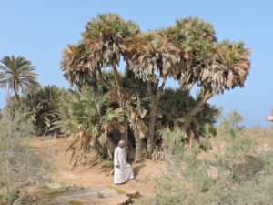 Hyphaene thebaica - Wadi Gimal, Egypt