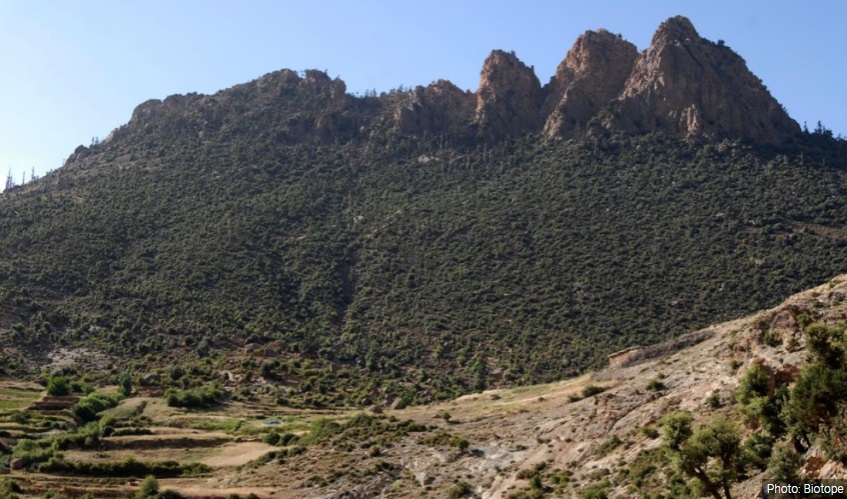 Field work and knowledge acquisition on endemic plants in the High Atlas (Morocco)