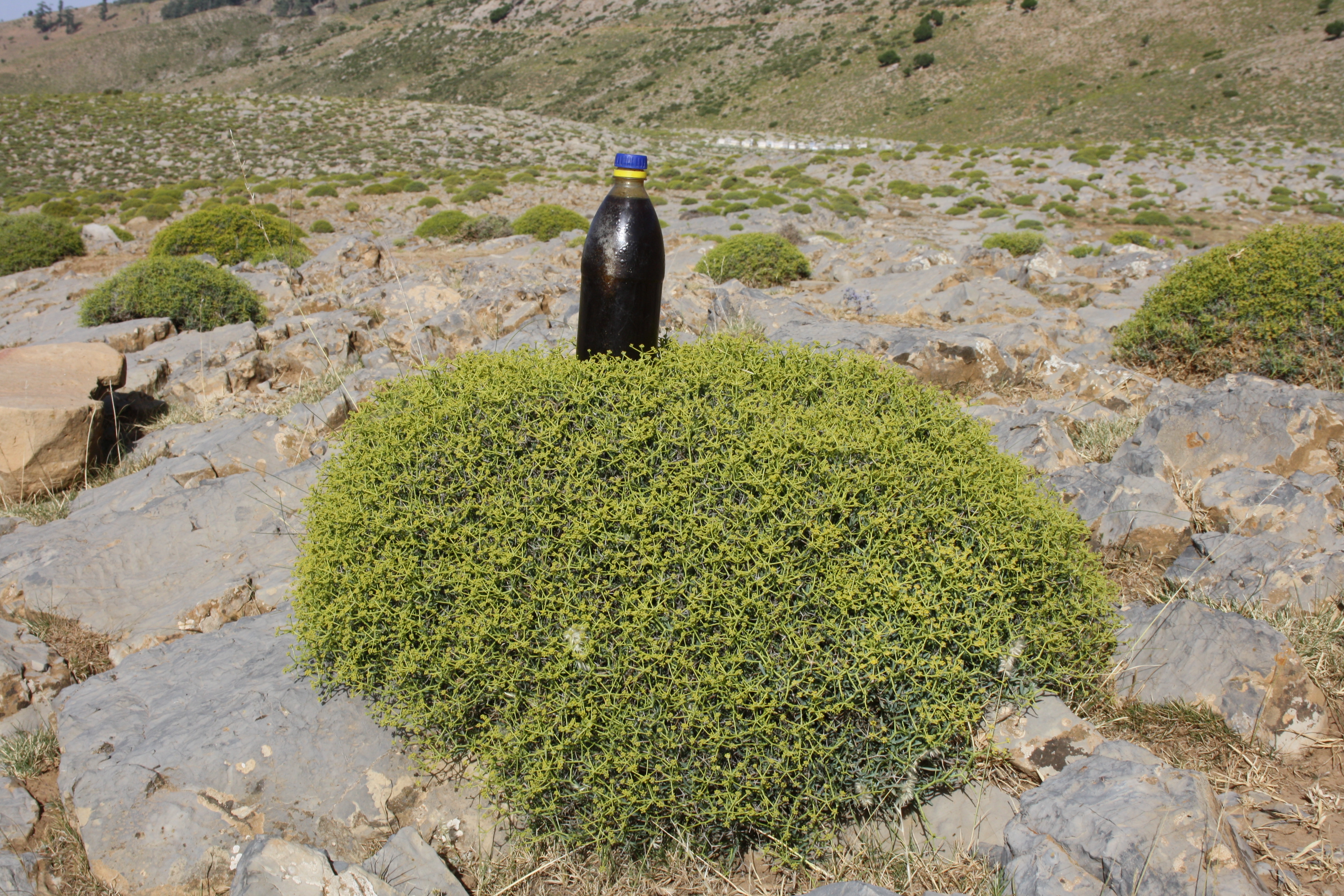 Elaboration of a beekeeping development project in the Bou Naceur IPA (Morocco)