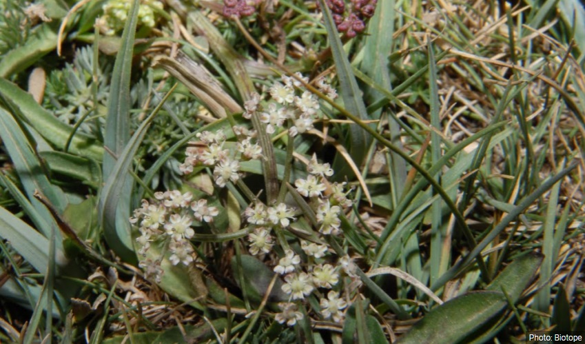 Field work and knowledge acquisition on endemic plants in the High Atlas (Morocco)