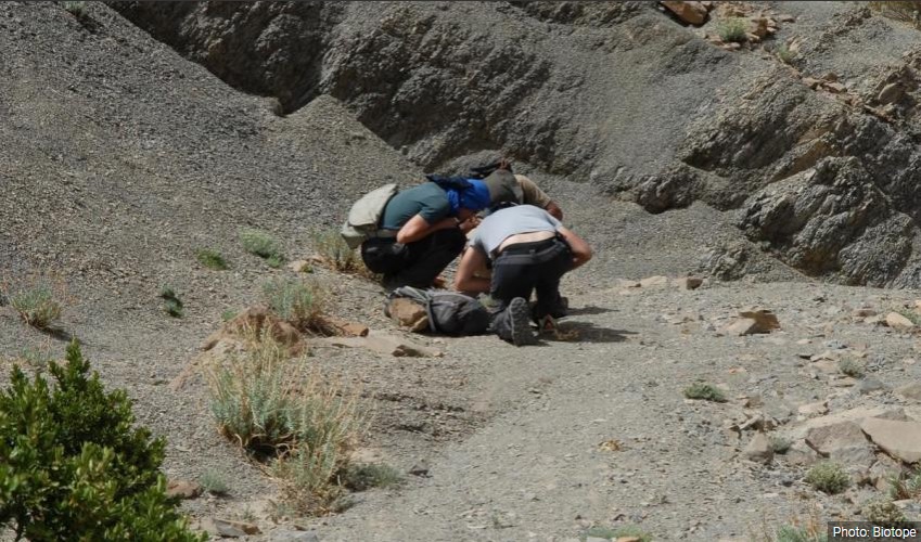 Field work and knowledge acquisition on endemic plants in the High Atlas (Morocco)