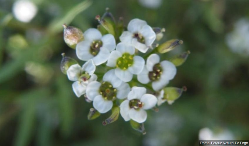 Identification of Important Plant Areas in Cabo Verde islands